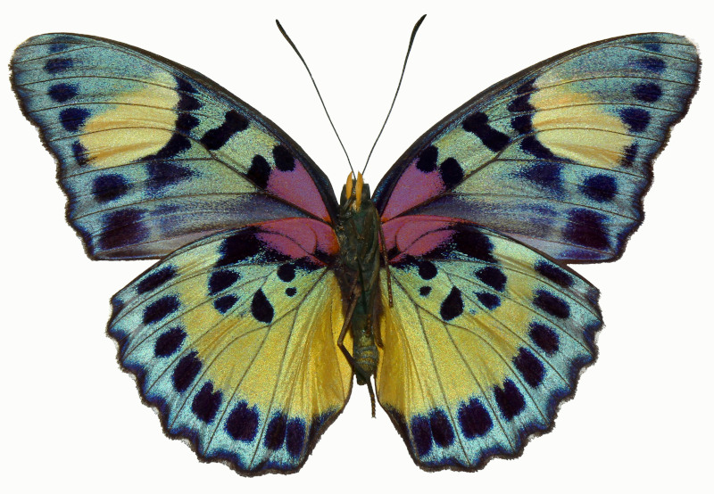 Large Multi-Colored Butterfly